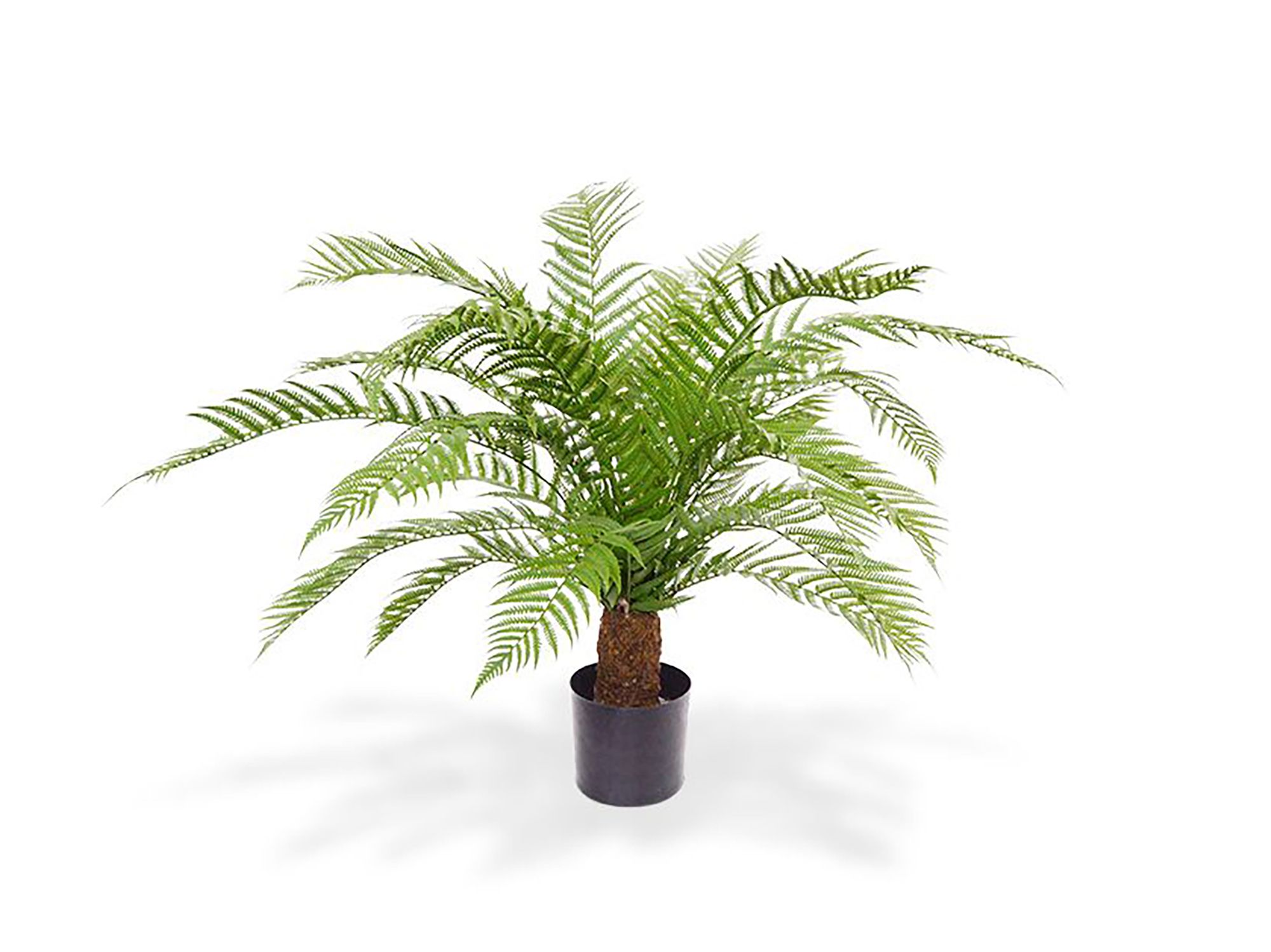 Designplants Alsophillia varen kunstplant (h:80cm)